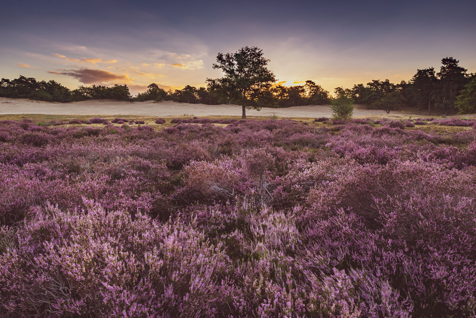 Zonsopgang Loonse en Drunense Duinen Foto Ronne Vinkx Zonsopgang Loonse en Drunense Duinen Foto Ronne Vinkx